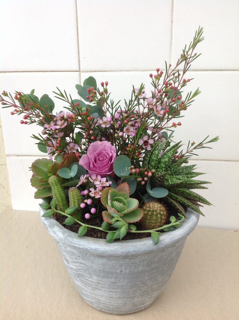 Succulent & Floral Cement Planter 3