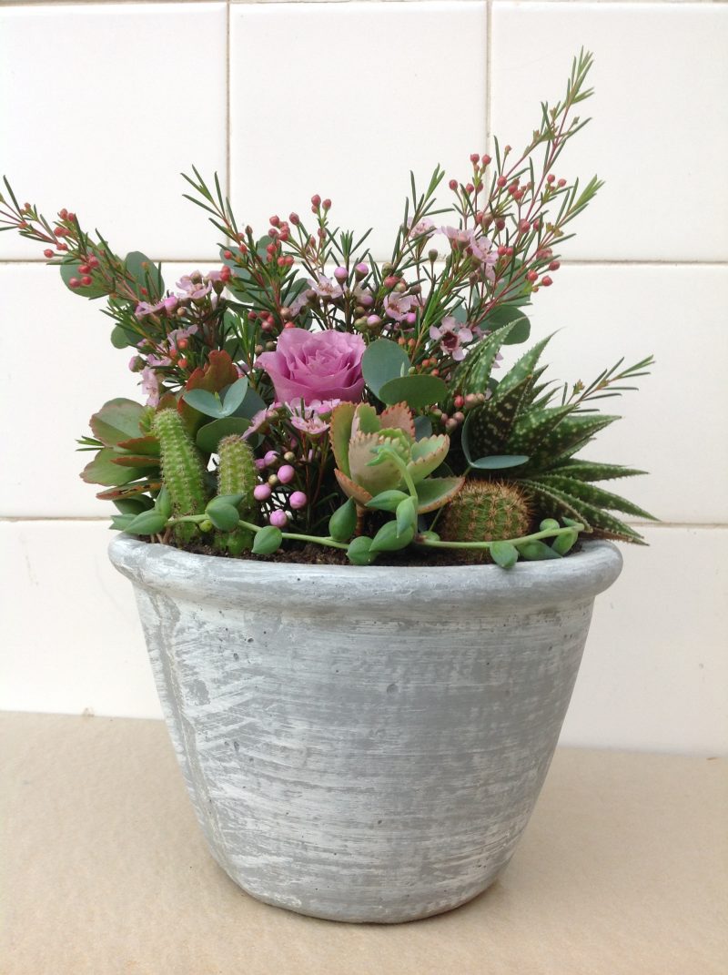 Succulent & Floral Cement Planter 4