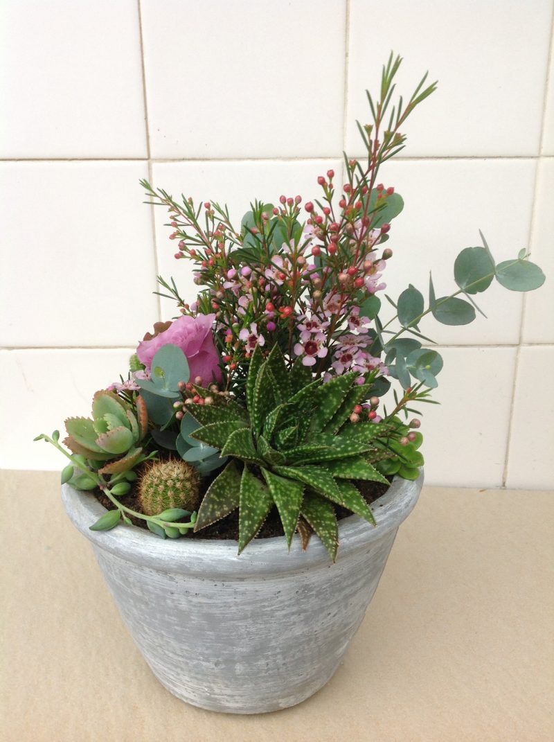 Succulent & Floral Cement Planter 5